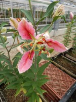 [4660 Pink Parrot VDZ No02.JPG]